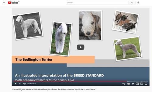 Picture Youtube Bedlington Terrier